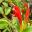 Aeschynanthus parasiticus - The Lipstick Orange Red tubular flowers