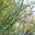 Acacia aphylla - photo Dianglois