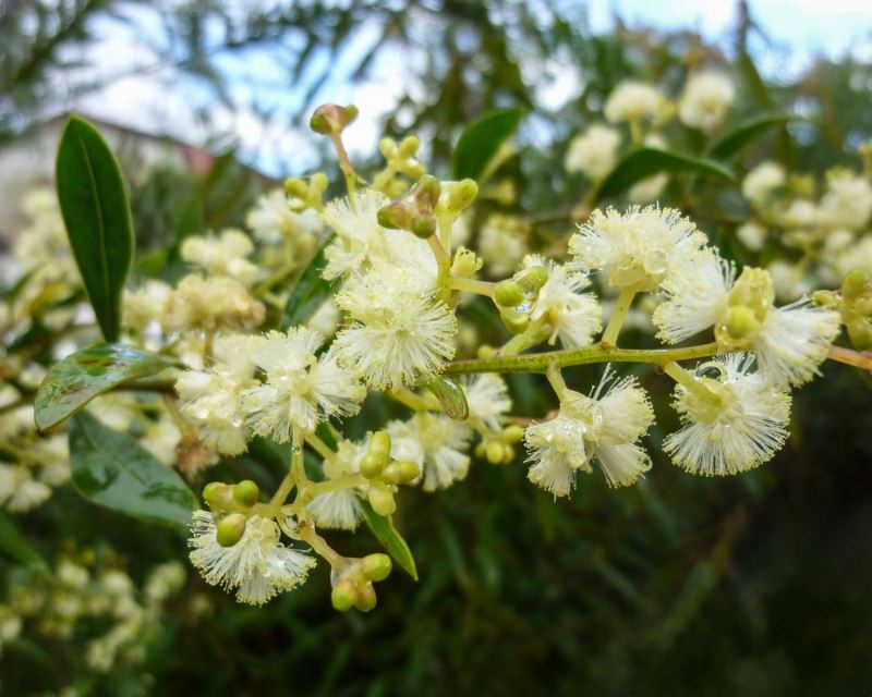 Acacia myrtifolia - photo Australian Plants Society