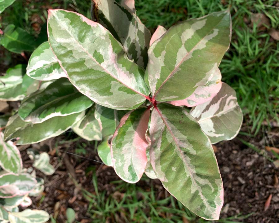 Acokanthera oblongifolia variegata - known as Bushman's poison because it is so toxic