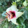 Hibiscus insularis - Philip Island Hibiscus