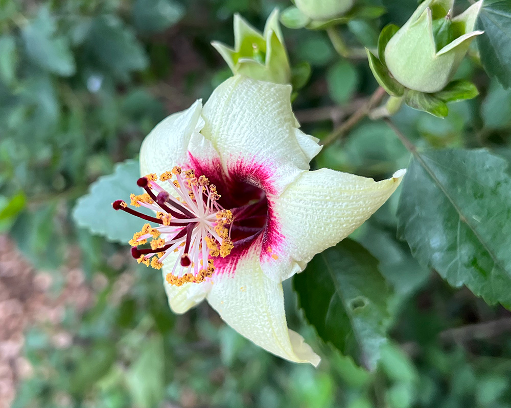 Hibiscus insularis - Philip Island Hibiscus