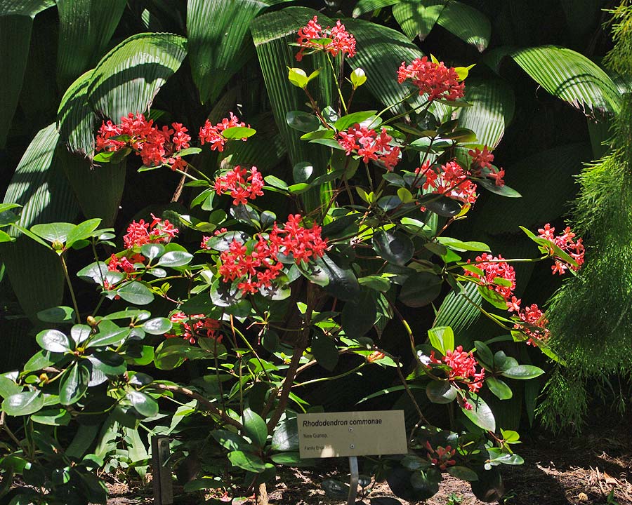 Rhododendron commonae
