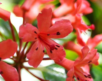 Rhododendron commonae