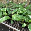 Tacca being propagated