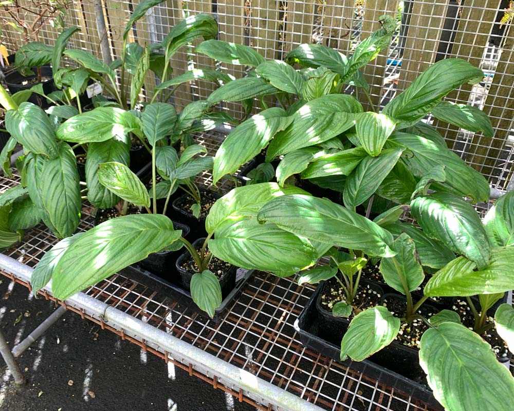 Tacca being propagated
