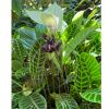 Tacca integrifolia - White Bat Plant