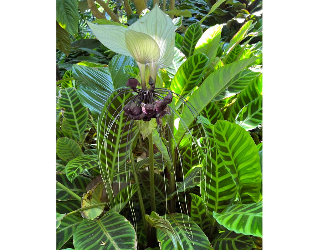 Tacca integrifolia - White Bat Plant