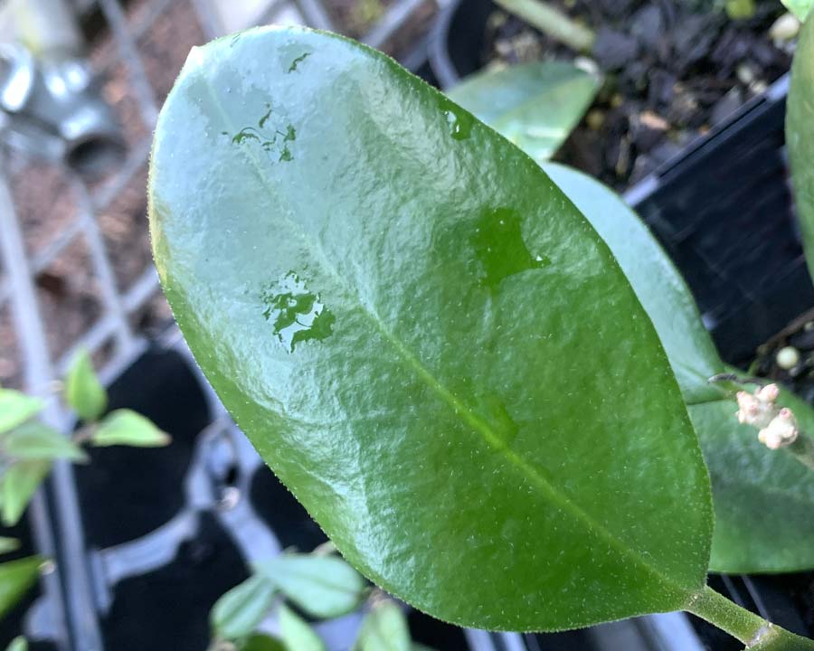 Hoya australis leaf