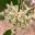 Hoya uustralis Flowers