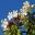 Beaumontia grandiflora - photo uleli