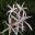 Crinum mauritianum - photo Amaricaulis