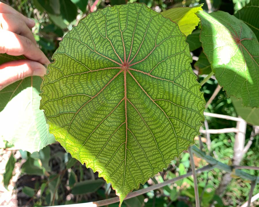 Macaranga tanarius - Nasturtium Tree