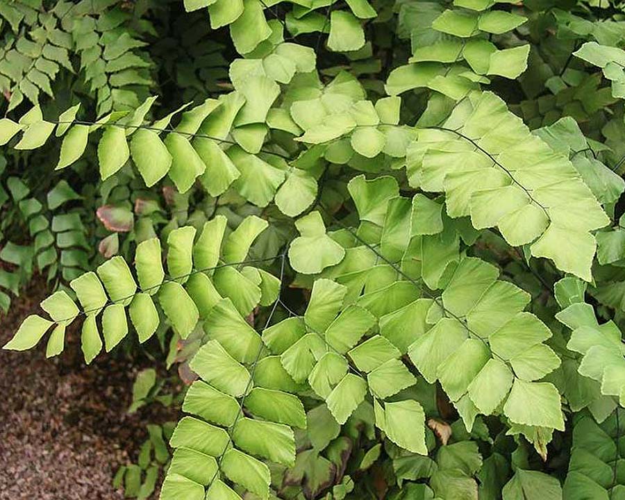 Adiantum peruvianum | GardensOnline