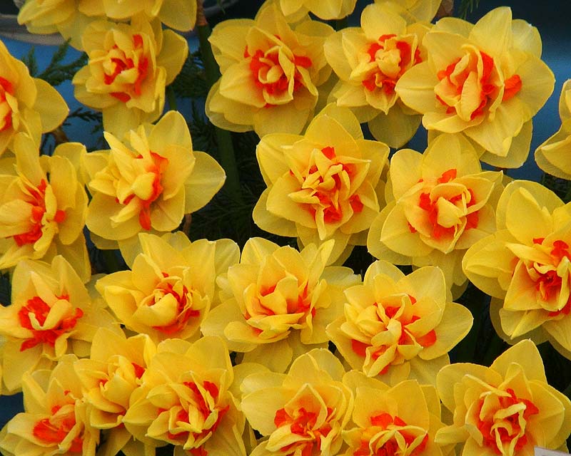 Narcissus 'Beauvalon' - Narcissus Double Group