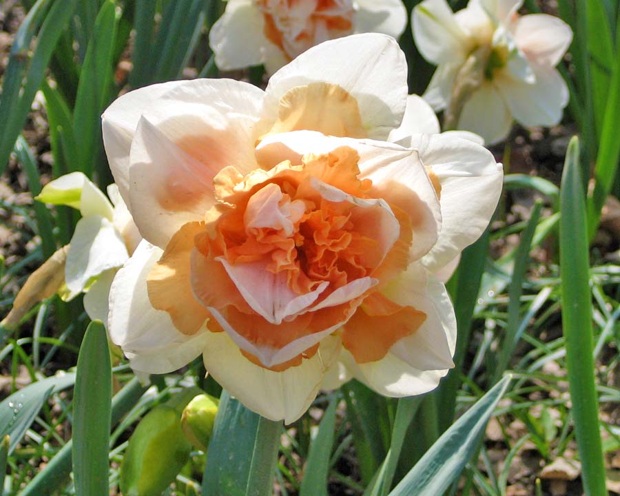 Narcissus Double Apricot