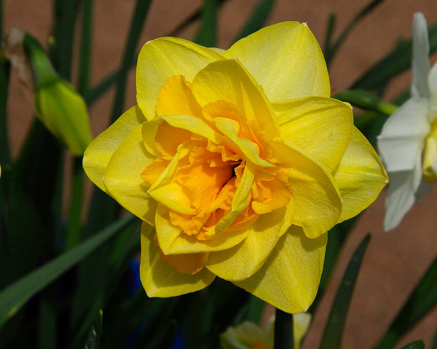 Narcissus Double Group, unnamed cultivar.