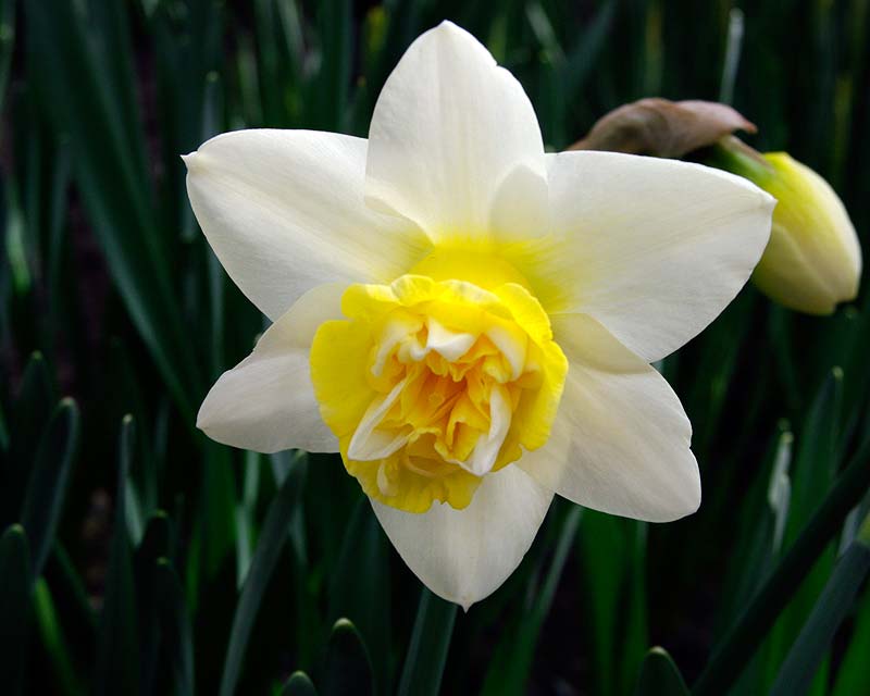 Narcissus 'Popeye' - Narcissus Double Group