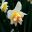 Narcissus Seet Desire - Narcissus Double Group