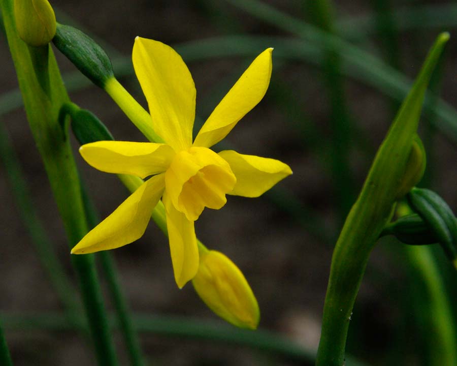 Narcissus jonquilla - 'Twinkling Yellow'