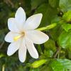 Gardenia thunbergia - sweetly perfumed flowers