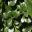 The glossy obovate leaves of Gardenia thunbergia