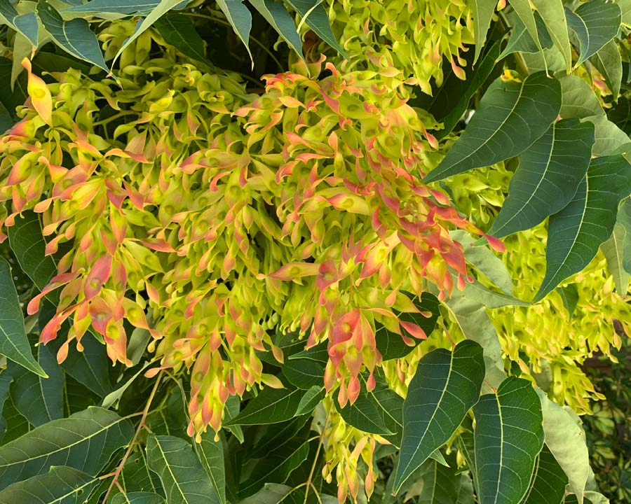 Ailanthus altissima, Tree of Heaven