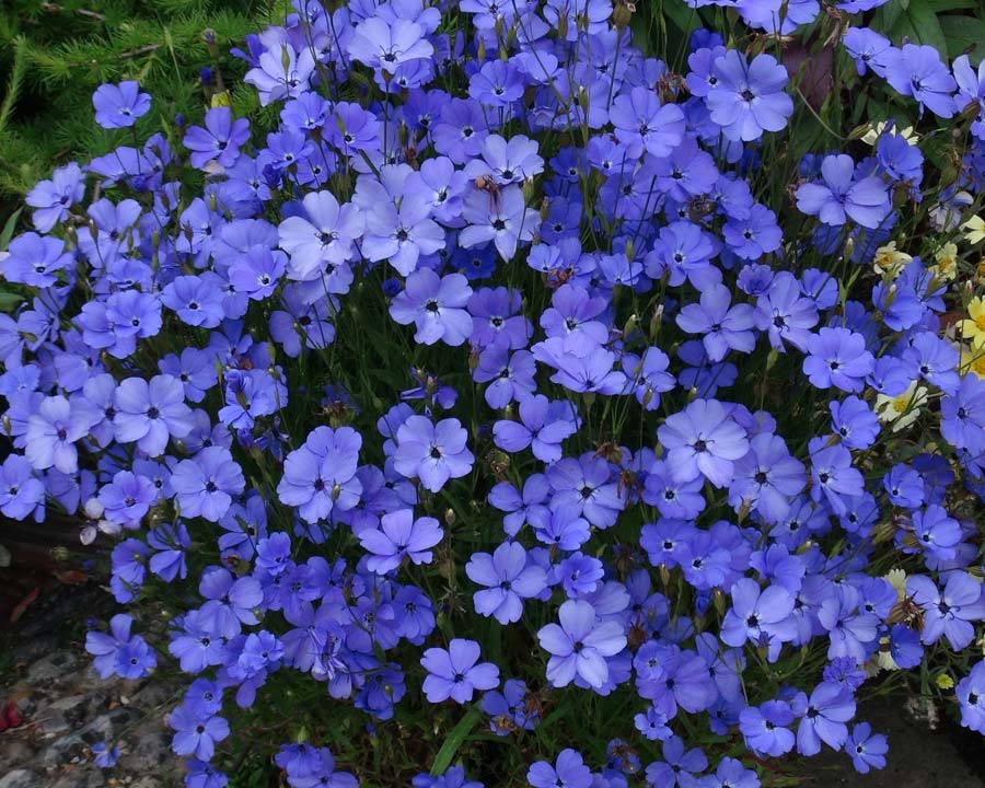 Silene coeli-rosa 'Blue Angel' | GardensOnline