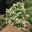 Brunfelsia undulata 'White Caps' bushy shrub - covered with fragrant white flowers in Spring and Autumn