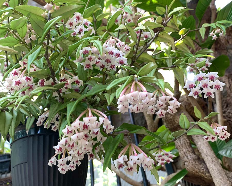 Hoya bella in full bloom