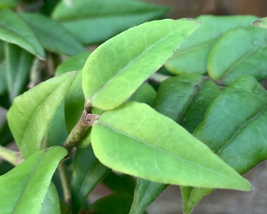 Hoya bella leaves