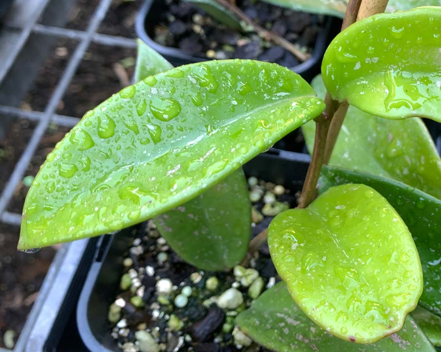 Hoya pubicalyx 'Sliver Pink' leaves