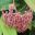 Hoya pubicalyx 'Silver Pink' - photo C.T. Johansson