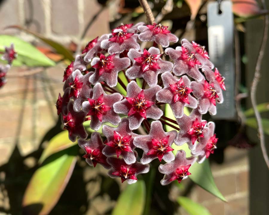 Hoya pubicalyx 'Red Buttons' - umbels of purple and red star-like flowers