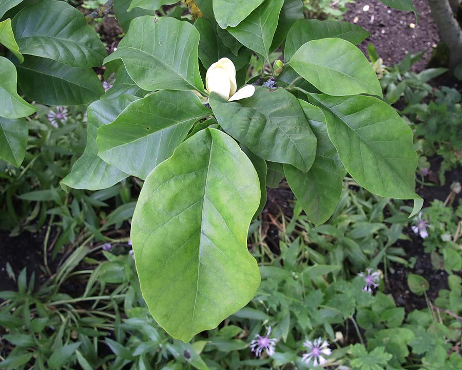 Magnolia x Brooklynensis 'Yellow Bird'