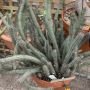 Euphorbia baioensis 