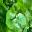 Basella alba - Malabar Spinach