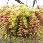 Crassula pellucida variegata