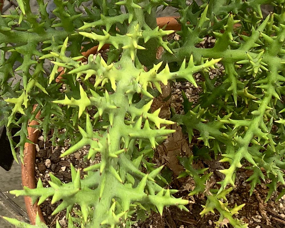 Euphorbia stenocalda