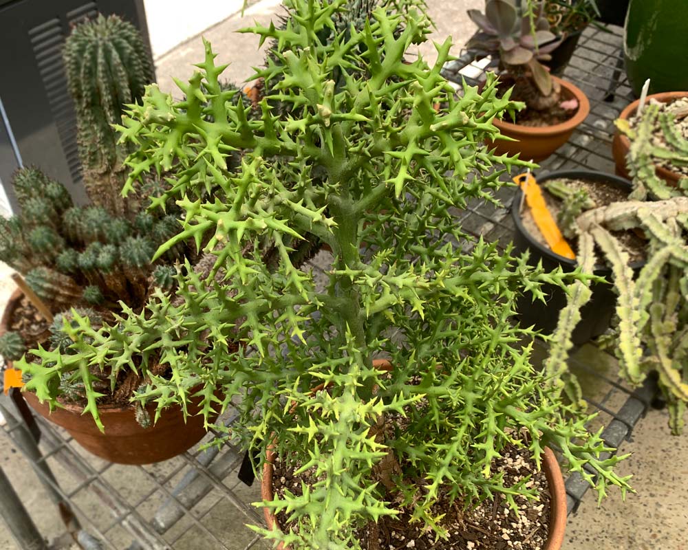 Euphorbia stenocalda