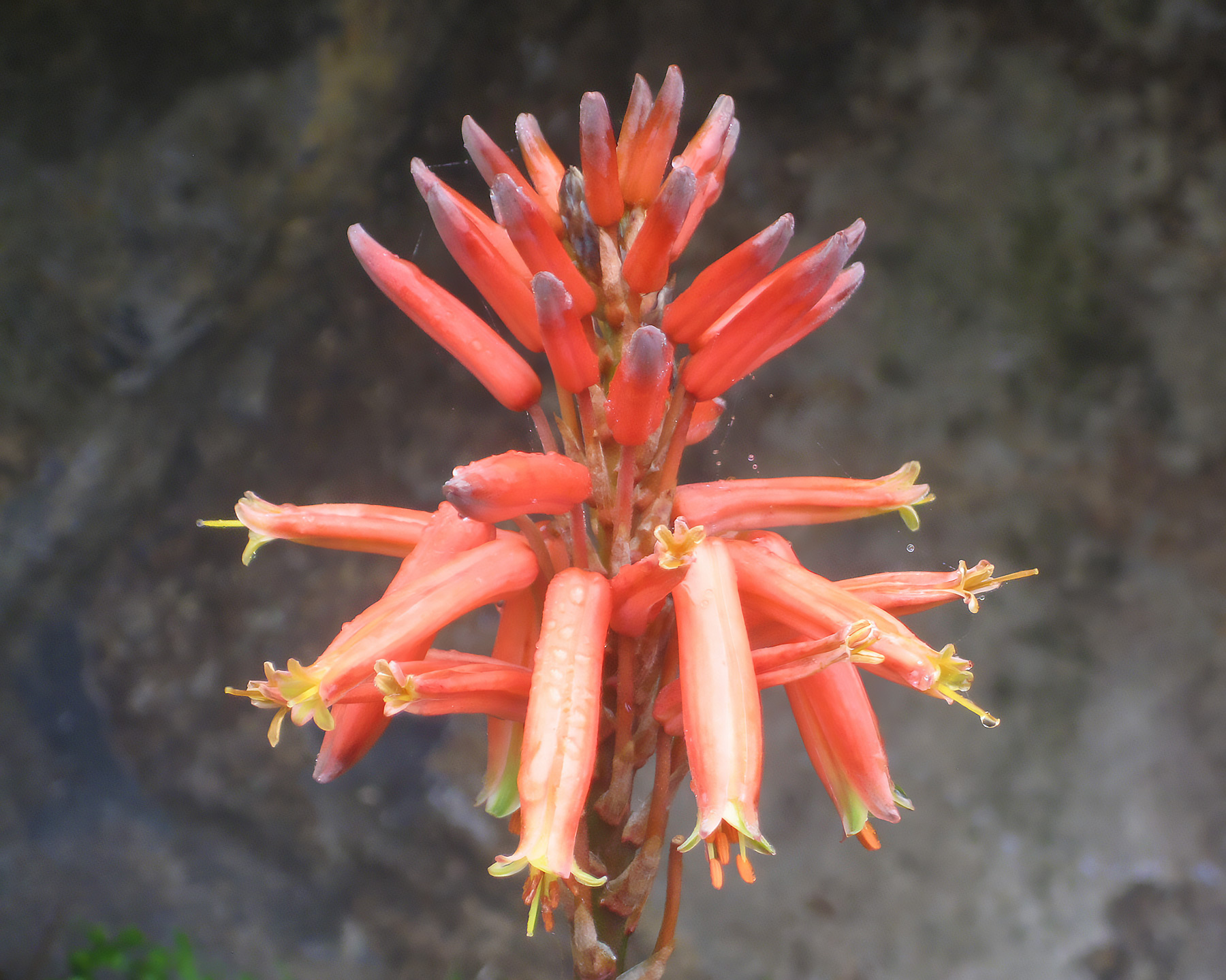 Aloe brevifolia - Short Leaved Aloe