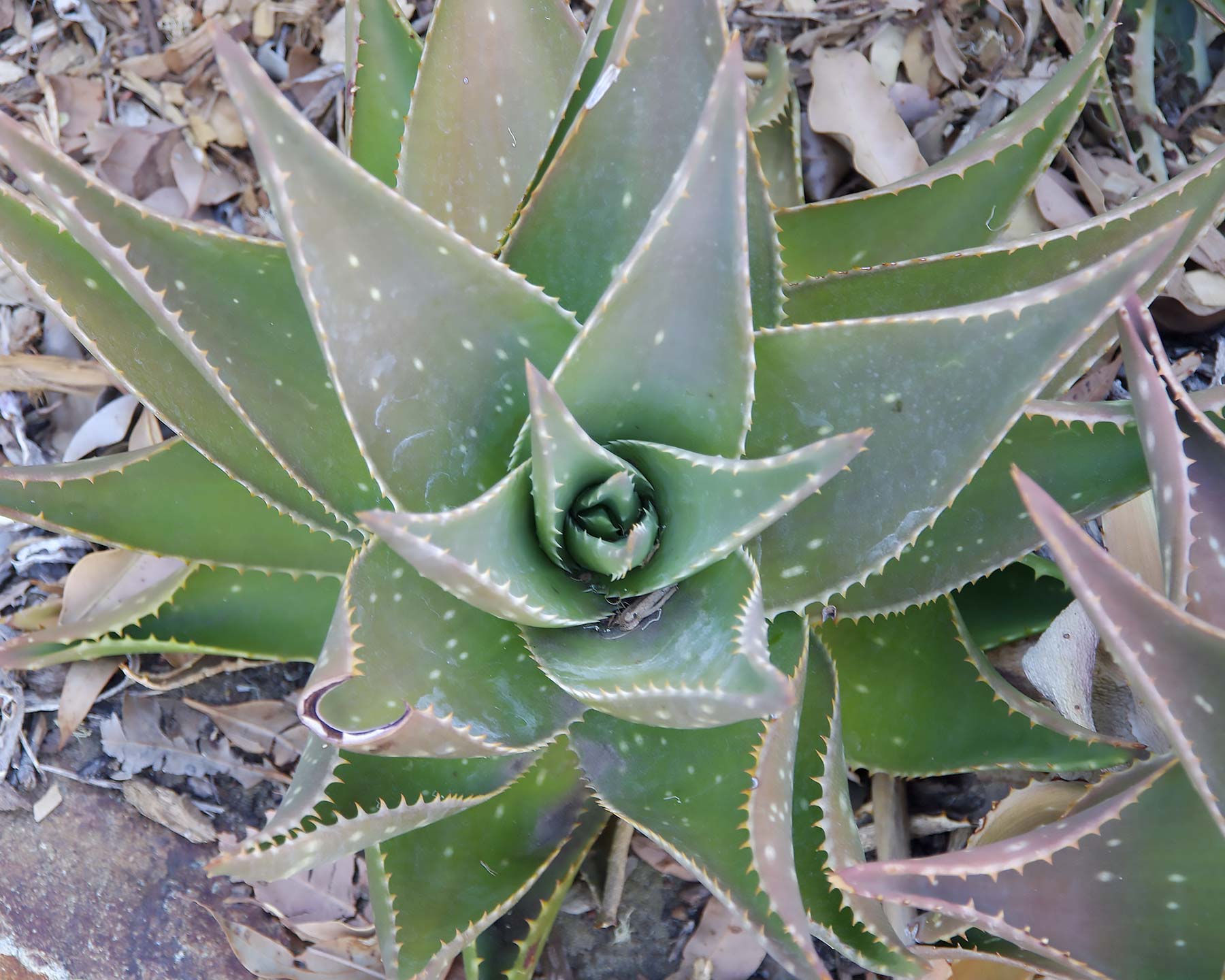 Aloe brevifolia - Short Leaved Aloe