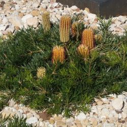 Banksia spinulosa 'Coastal Cusahion'