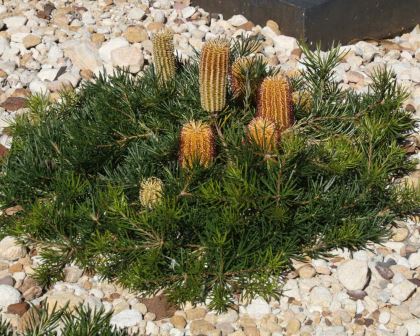 Banksia spinulosa 'Coastal Cushion'