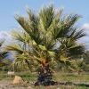 Washingtonia filifera - Californian Fan Palm
