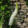 Eremurus himalaicus - Himalayan Foxtail Lily