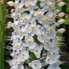 Eremurus himalaicus - Himalayan Foxtail Lily