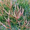 Euphorbia tirucalli - Sticks of Fire