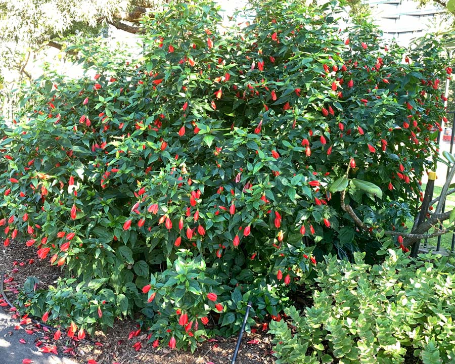 Malvaviscus arboreus var Mexicanus - fast growing shrub