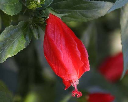 Malvaviscus arboreus var Mexicanus - red - tightly furled Hibiscus like flowers